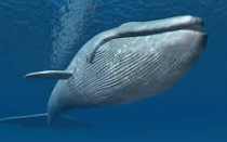Whale